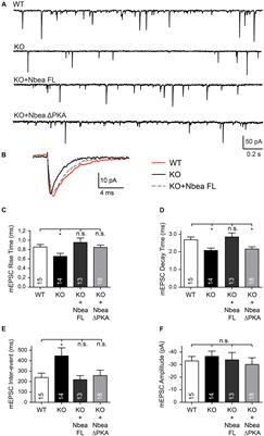 Molecular Dissection of Neurobeachin Function at Excitatory Synapses